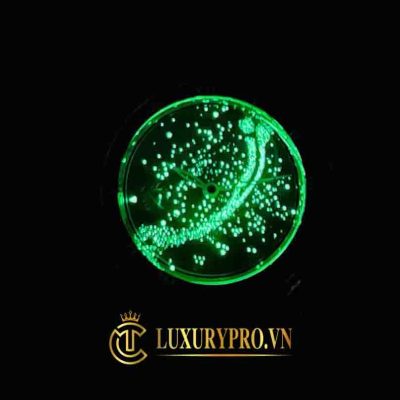 Đồng Hồ Patek Philippe Grand Complications Sky Moon Celestial 5102G dong ho patek philippe super fake 9 1